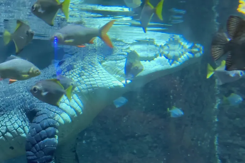 Крокодил и рыбы в подводном тоннеле аквариума Dubai Mall