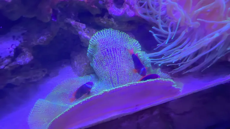 Рыба-клоун в щупальцах морского анемона, иллюстрирующая мелкие детали жизни кораллового рифа.