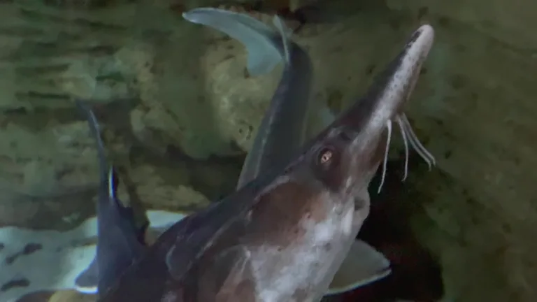 Посетители и элементы оформления в залах океанариума Dubai Aquarium.