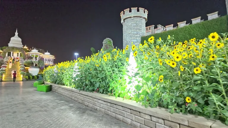 Стена из цветущих подсолнухов с искусственной подсветкой на фоне башни каменного замка в вечернее время.