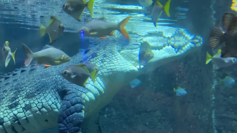 Крокодил в окружении стаек тропических рыб, демонстрирующий разнообразие экосистем в океанариуме Дубая.