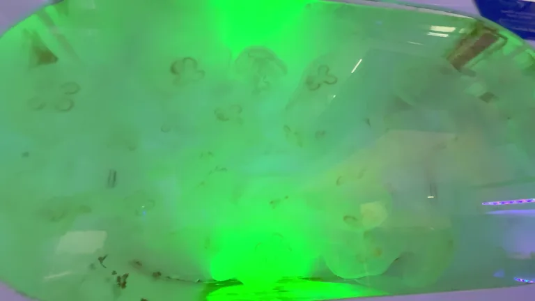 Медузы с ярко-зеленой подсветкой в затемненном аквариуме, представляющие разнообразие фауны Dubai Aquarium.