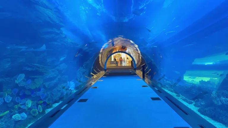 Панорамный вид изнутри стеклянного туннеля, проходящего сквозь главный резервуар с морскими обитателями.
