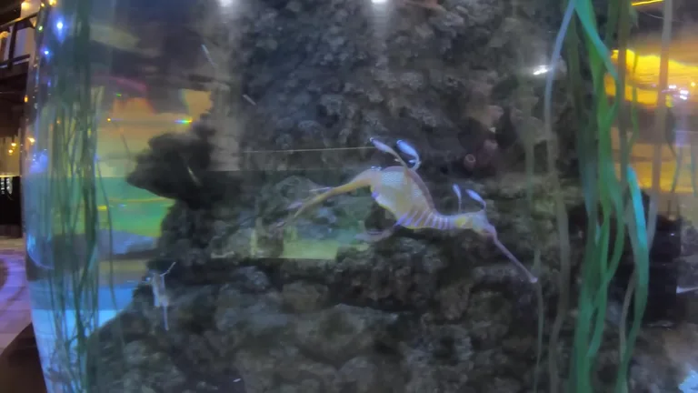 Крупный план морского дракона с яркими узорами в темном аквариуме.