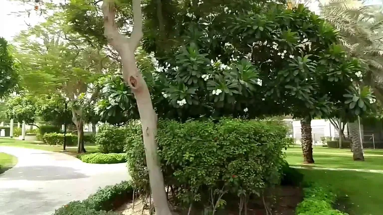 Вид на Забеел Паск — маршрут по знаковым местам Дубая.