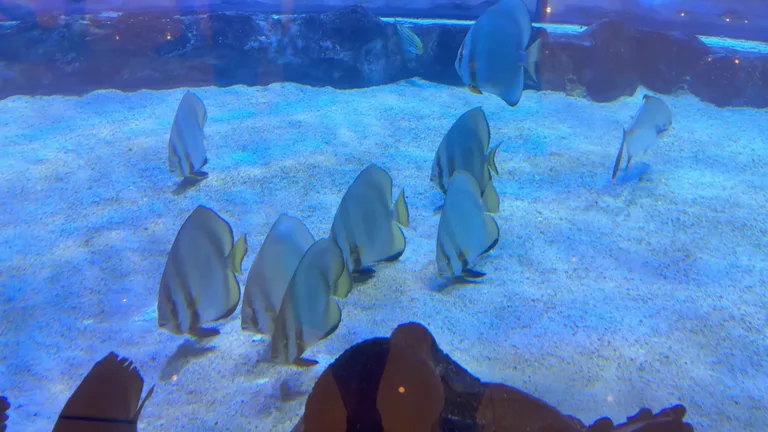 Разнообразие морской фауны в главном резервуаре аквариума Дубая.