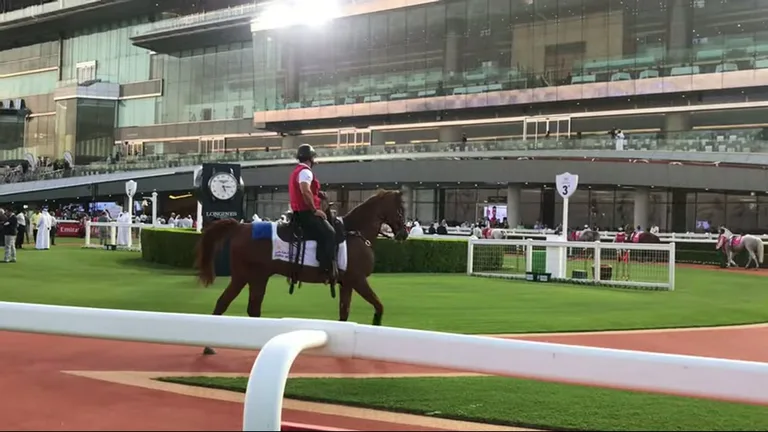 Ипподром Мейдан: лошадь, скачки.