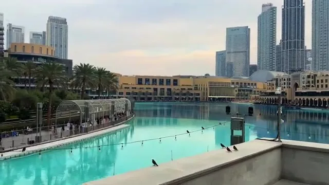 Птицы на ограждении набережной на фоне ярко-бирюзовой воды озера у подножия башни Бурдж-Халифа.