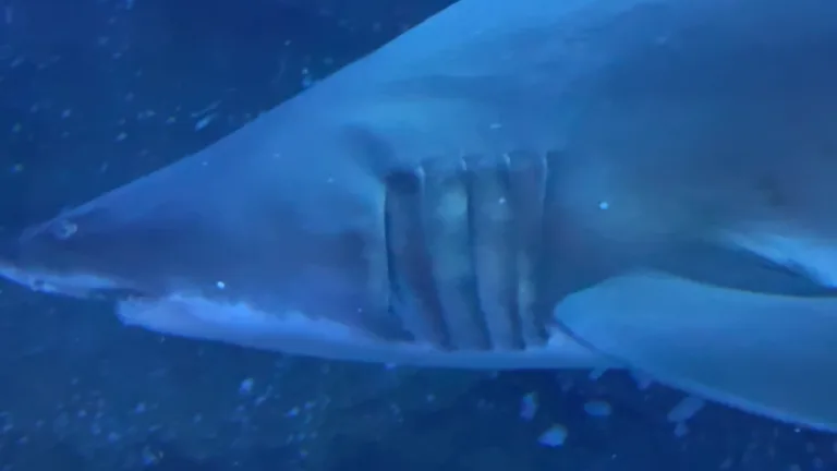 Общий вид на экспозицию океанариума внутри торгового центра Dubai Mall.